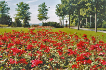 Im Rosengarten in Bern, Foto Fritz Zaugg